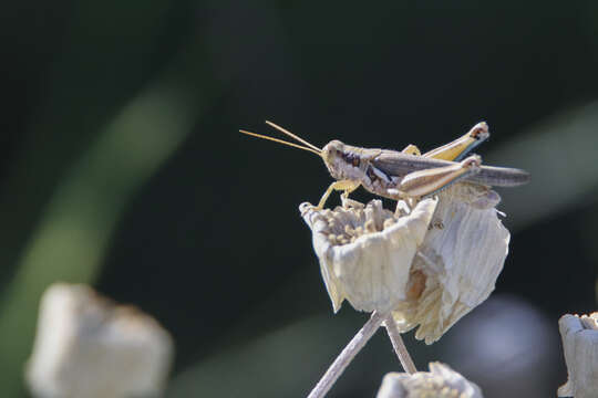 Melanoplus pictus Scudder & S. H. 1897的圖片