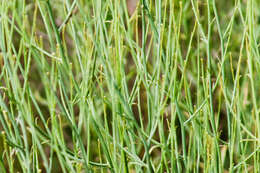 Image of Mexican-Devilweed