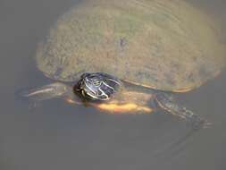 Image of Alabama Redbelly Turtle