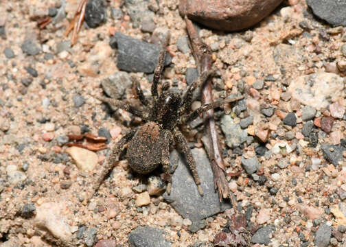 Image of Arctosa rubicunda (Keyserling 1877)