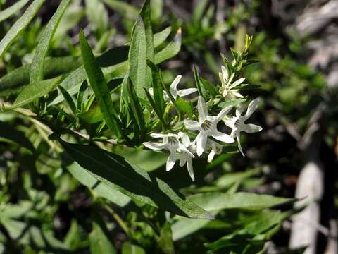 Image of Cyphanthera anthocercidea (F. Müll.) L. Haegi