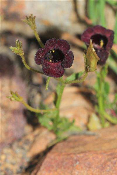 صورة Nemesia bodkinii Bolus