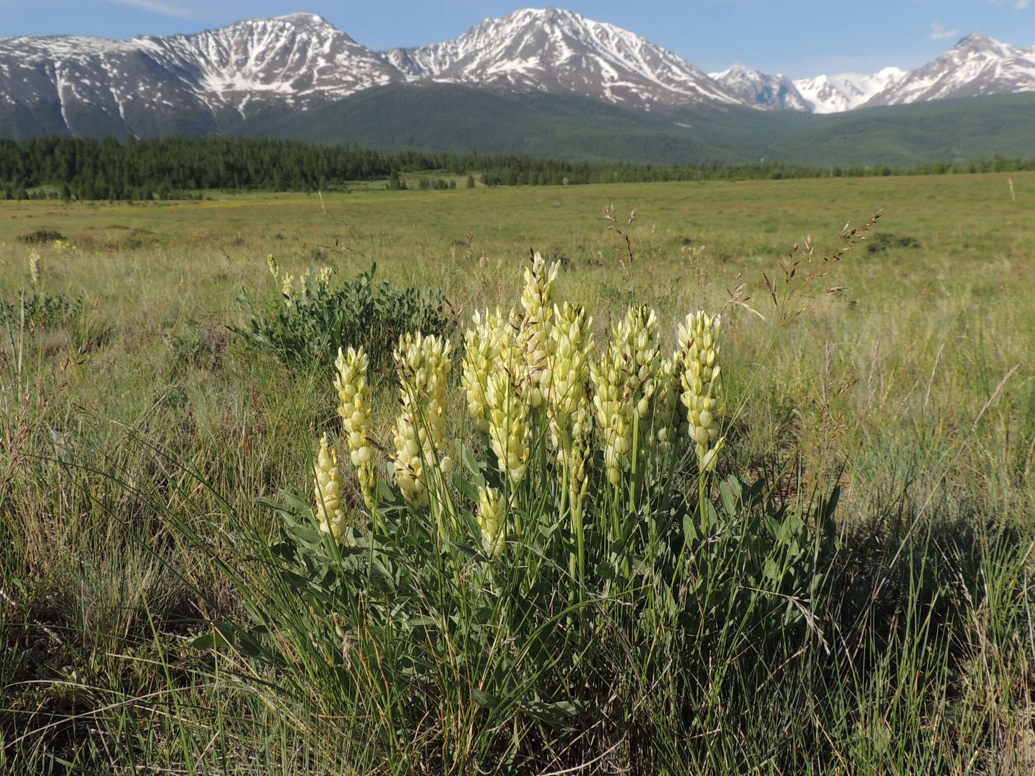 Image of Astragalus follicularis Pall.