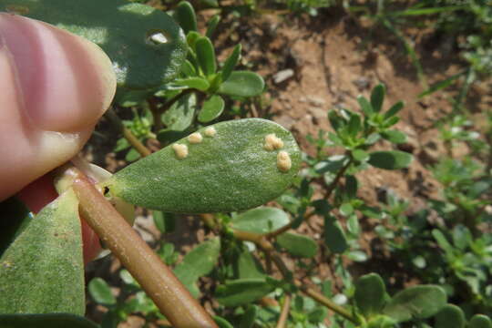 Image of Wilsoniana portulacae