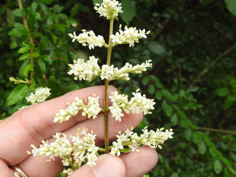 صورة Ligustrum quihoui Carrière