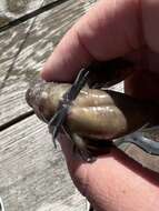 Image of Feather Blenny