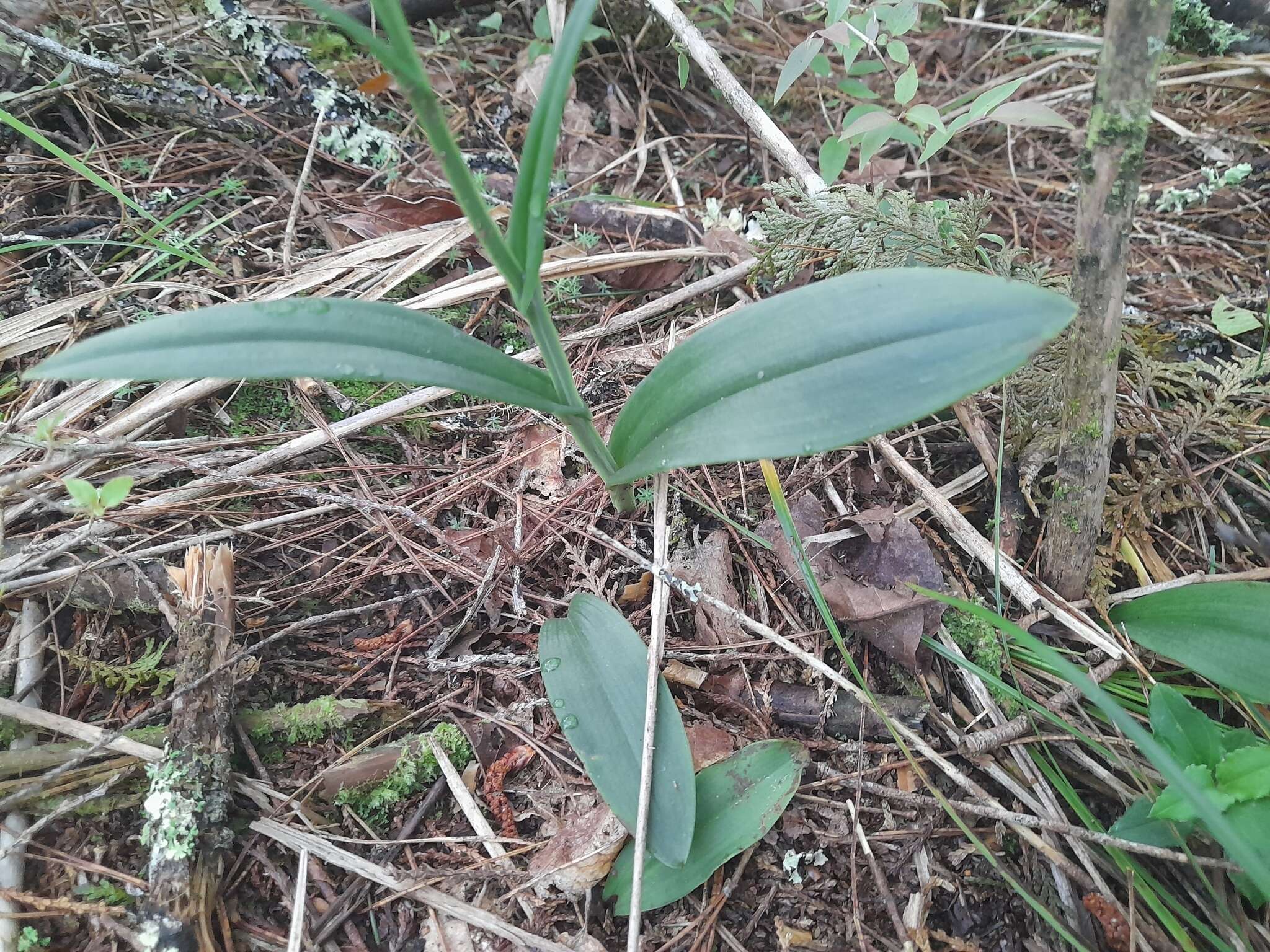 Слика од Platanthera minor (Miq.) Rchb. fil.