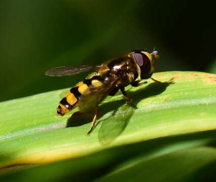 Image de Eupeodes fumipennis (Thomson 1869)