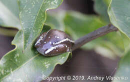 Image of Andranolava Reed Frog