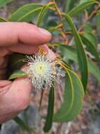 صورة Corymbia eximia (Schauer) K. D. Hill & L. A. S. Johnson