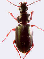 Image de Stereocerus