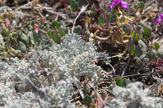 Image de Astragalus nevinii A. Gray ex Lyon