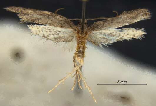 Слика од Argyrotaenia franciscana insulana Powell 1964