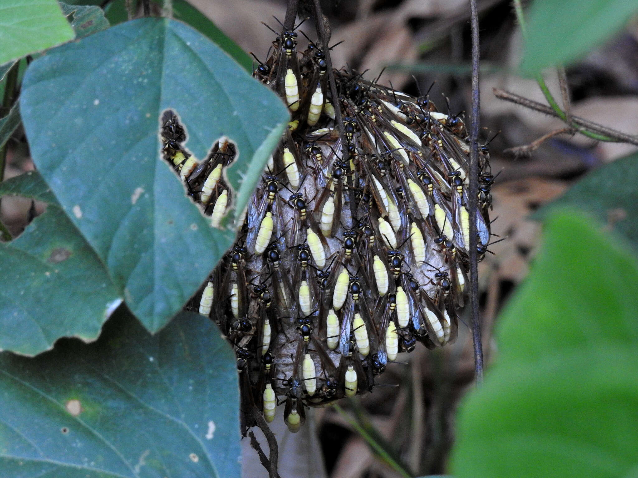 Image of Apoica pallens (Fabricius 1804)