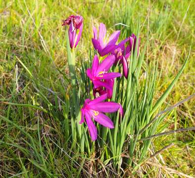 Image of Douglas' grasswidow