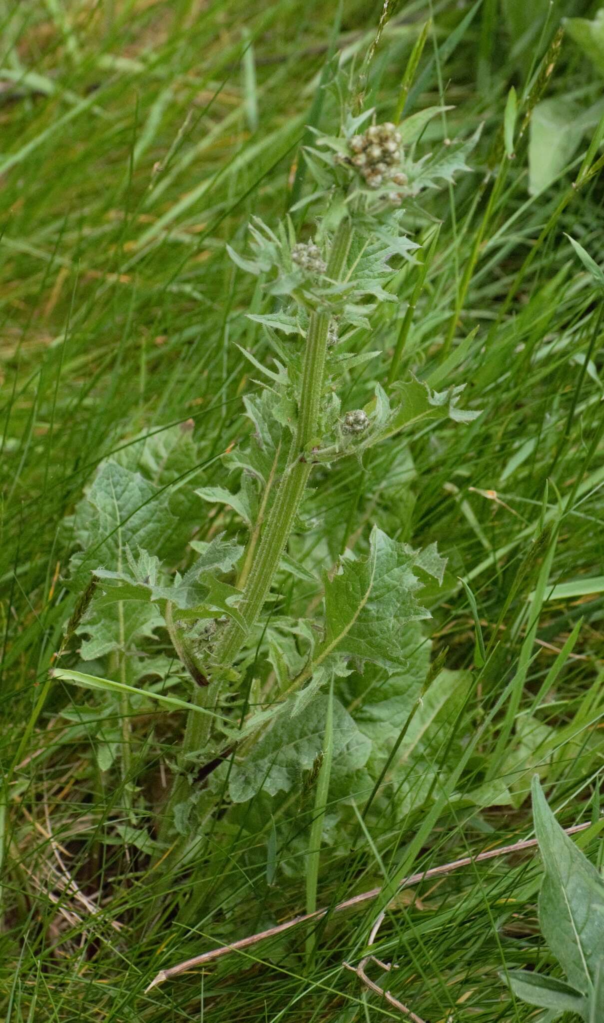 صورة Crepis vesicaria subsp. taraxacifolia (Thuill.) Thell.