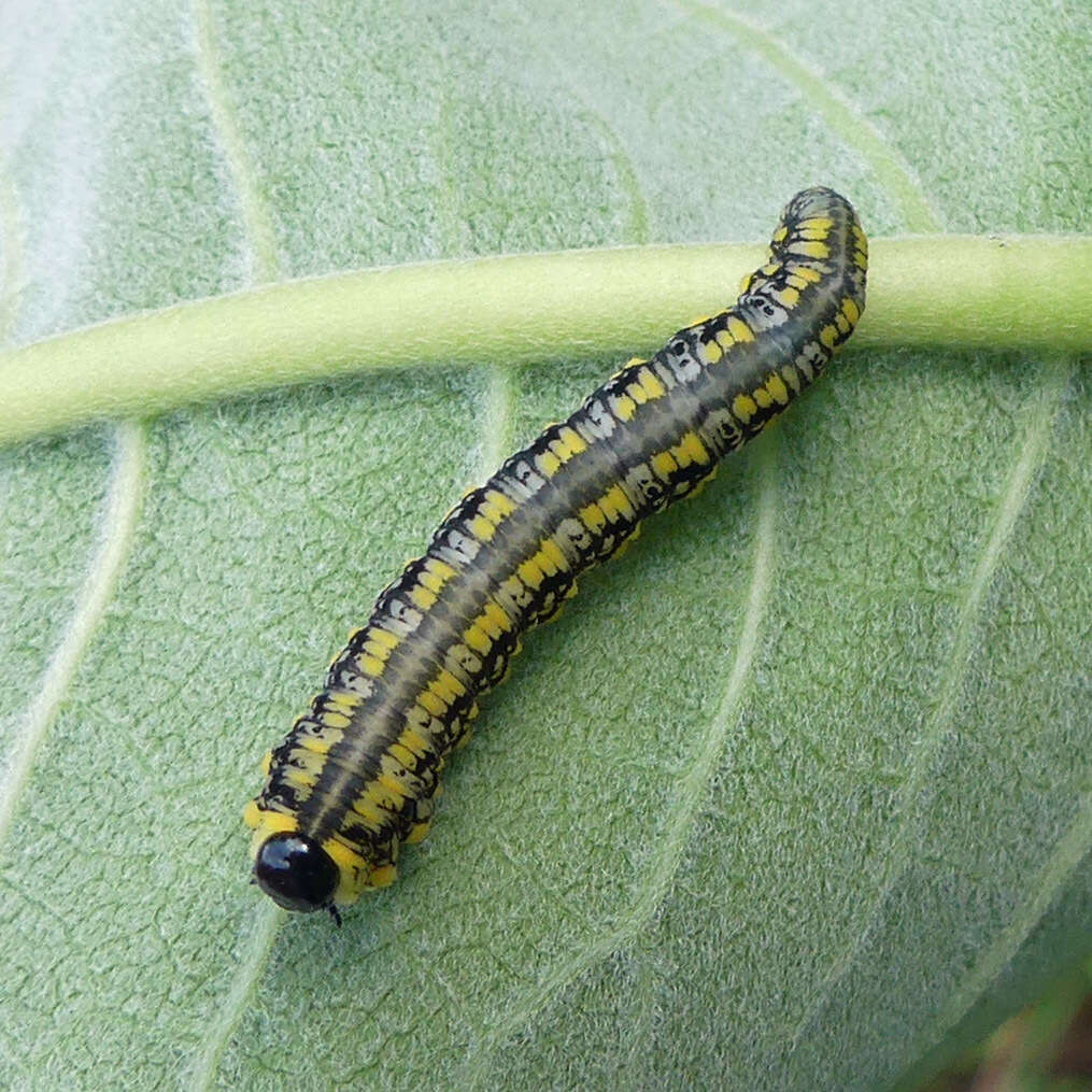 Image of Introduced Pine Sawfly