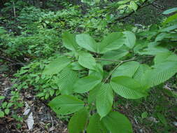 Imagem de Acer carpinifolium Sieb. & Zucc.