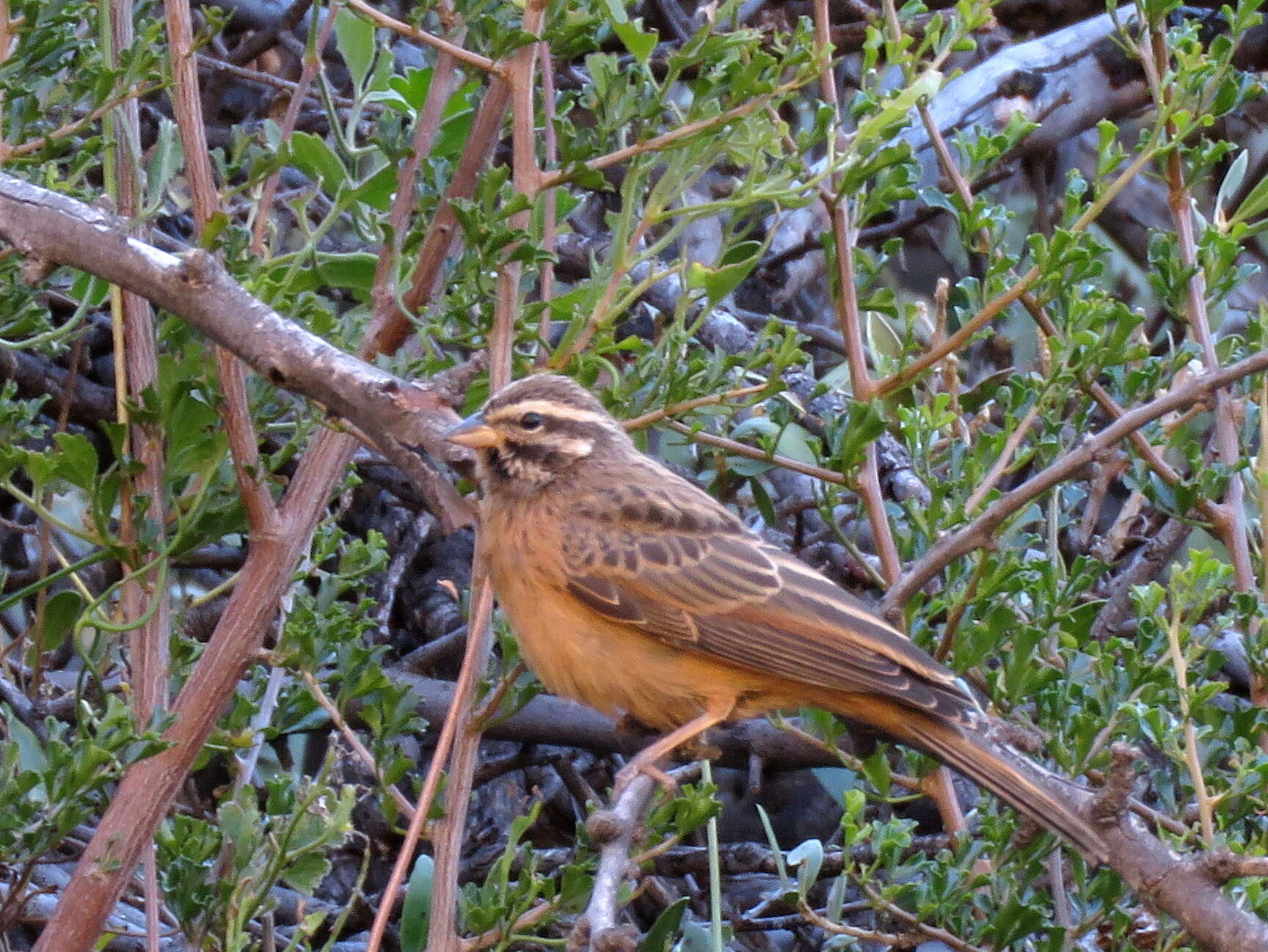 Image of Emberiza tahapisi tahapisi Smith & A 1836