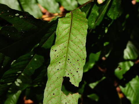 Image of Incised Halberd Fern