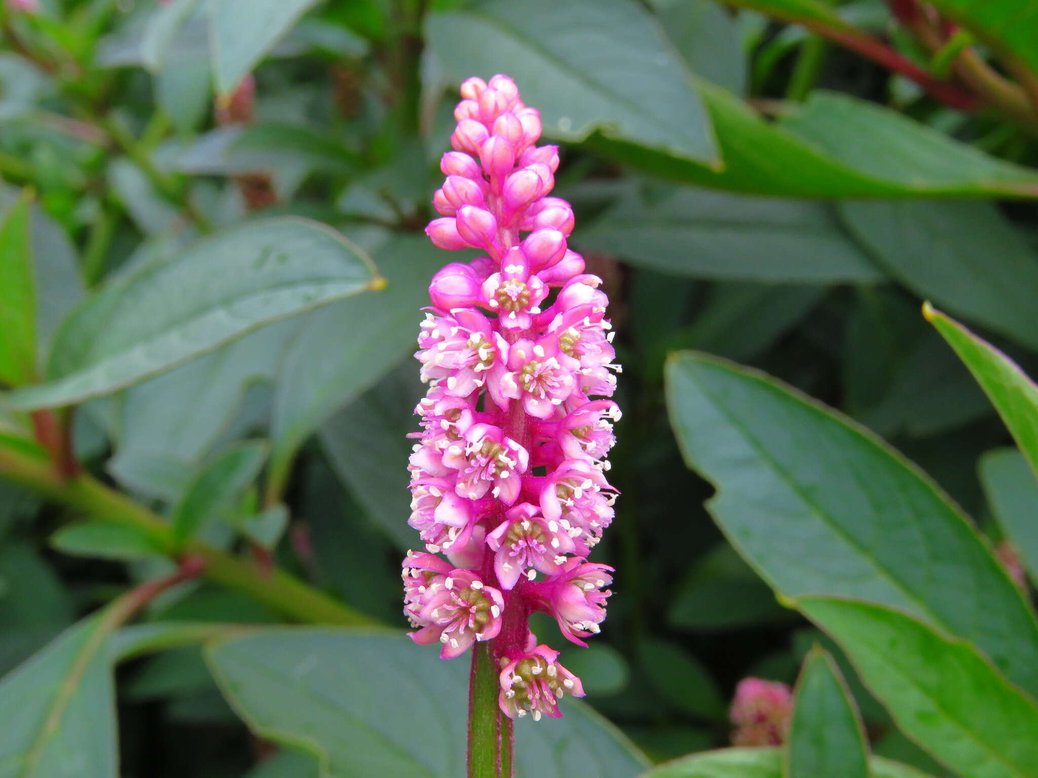 Imagem de Phytolacca bogotensis H B. & K.