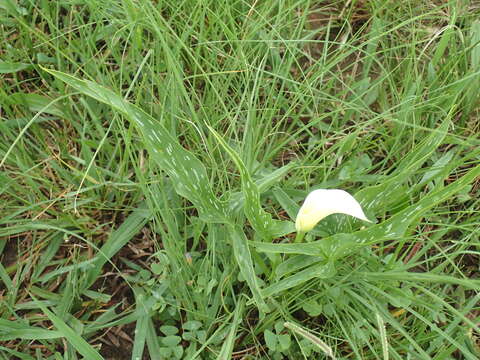 Image of Spotted-leaved arum lily