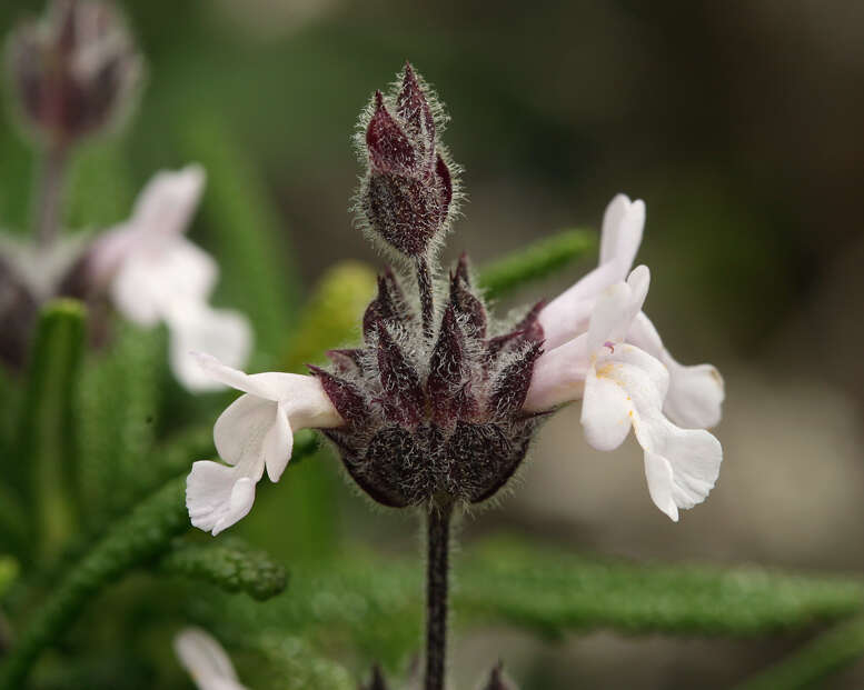 Sivun Salvia brandegeei Munz kuva