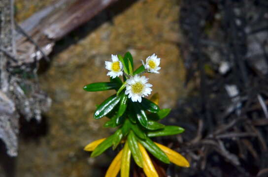 Image of <i>Anaphalioides subrigida</i>