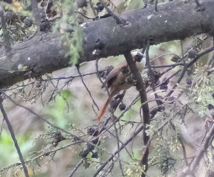 Image of Creamy-crested Spinetail