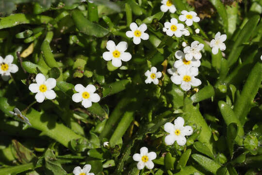 Image de Plagiobothrys chorisianus (Cham.) I. M. Johnst.