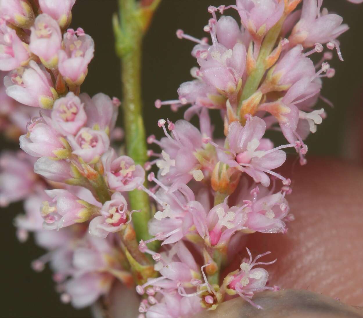 Image of five-stamen tamarisk