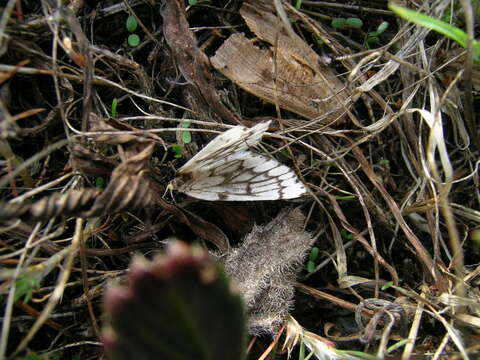 Image of Phantom Hemlock Looper