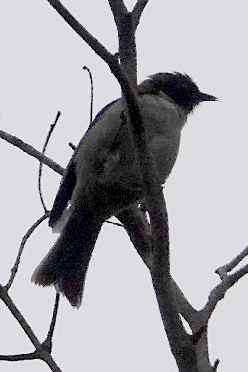 Image of Black-headed Honeyeater