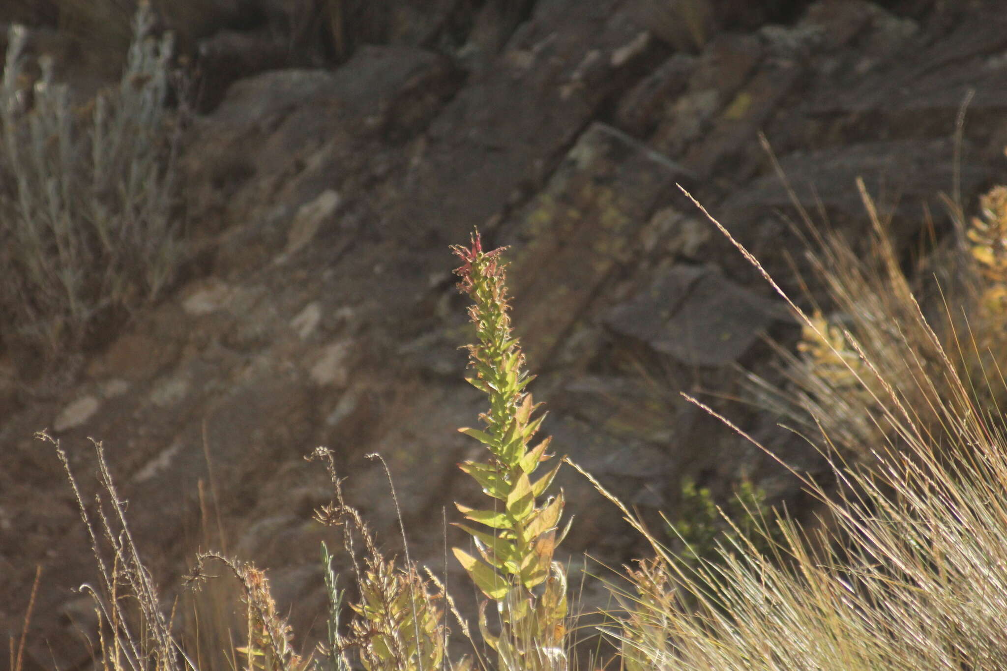 Image of Siphocampylus tupaeformis Zahlbr.