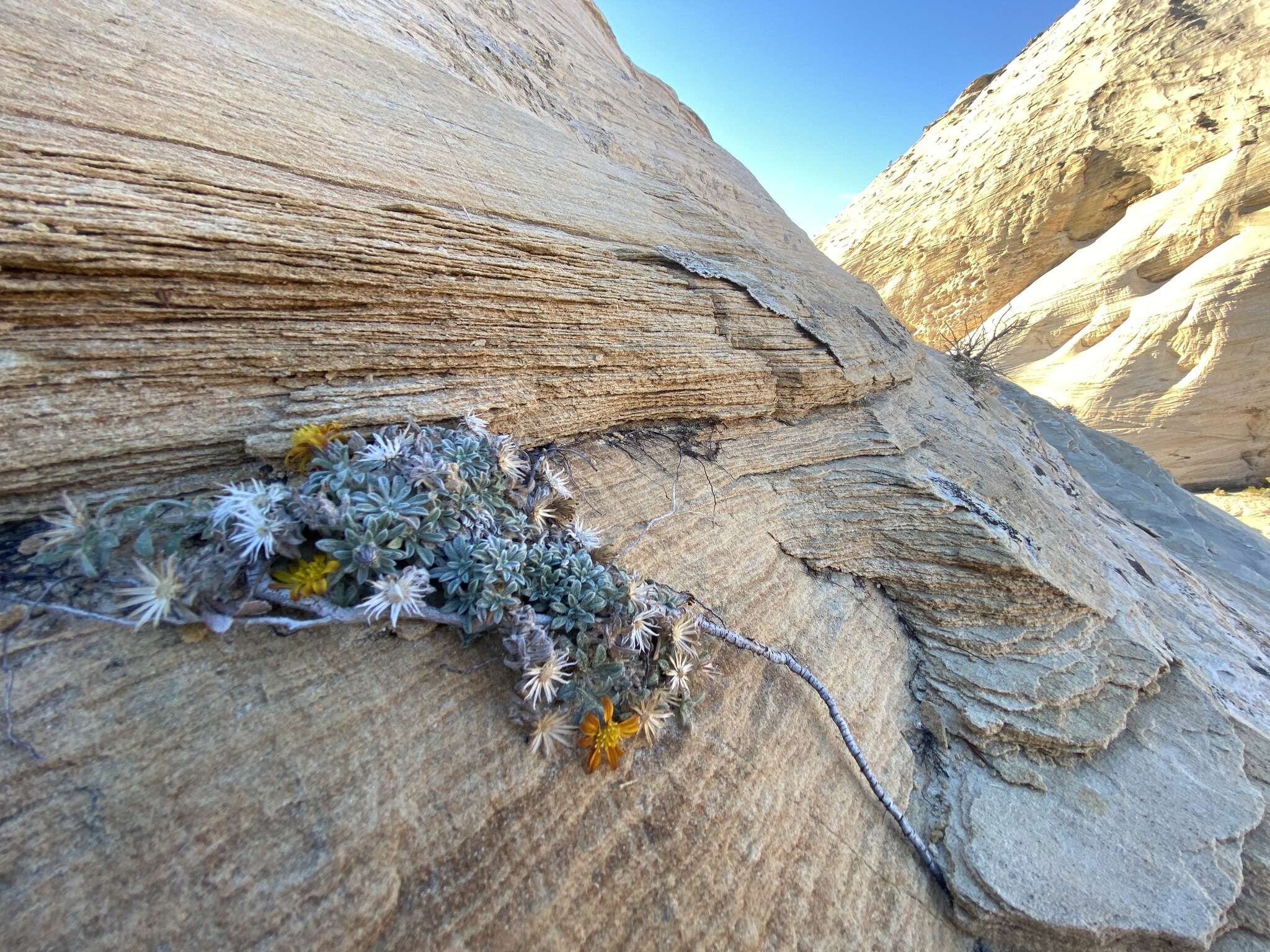 Image of Jones' false goldenaster