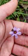 Image of swordleaf blue-eyed grass