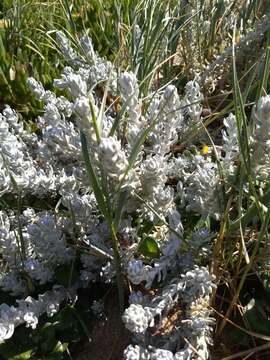 Image of Otanthus maritimus subsp. maritimus