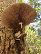 Image of Cyclocybe cylindracea (DC.) Vizzini & Angelini 2014