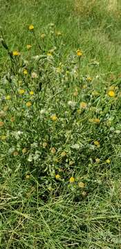 Image of Spanish False Fleabane