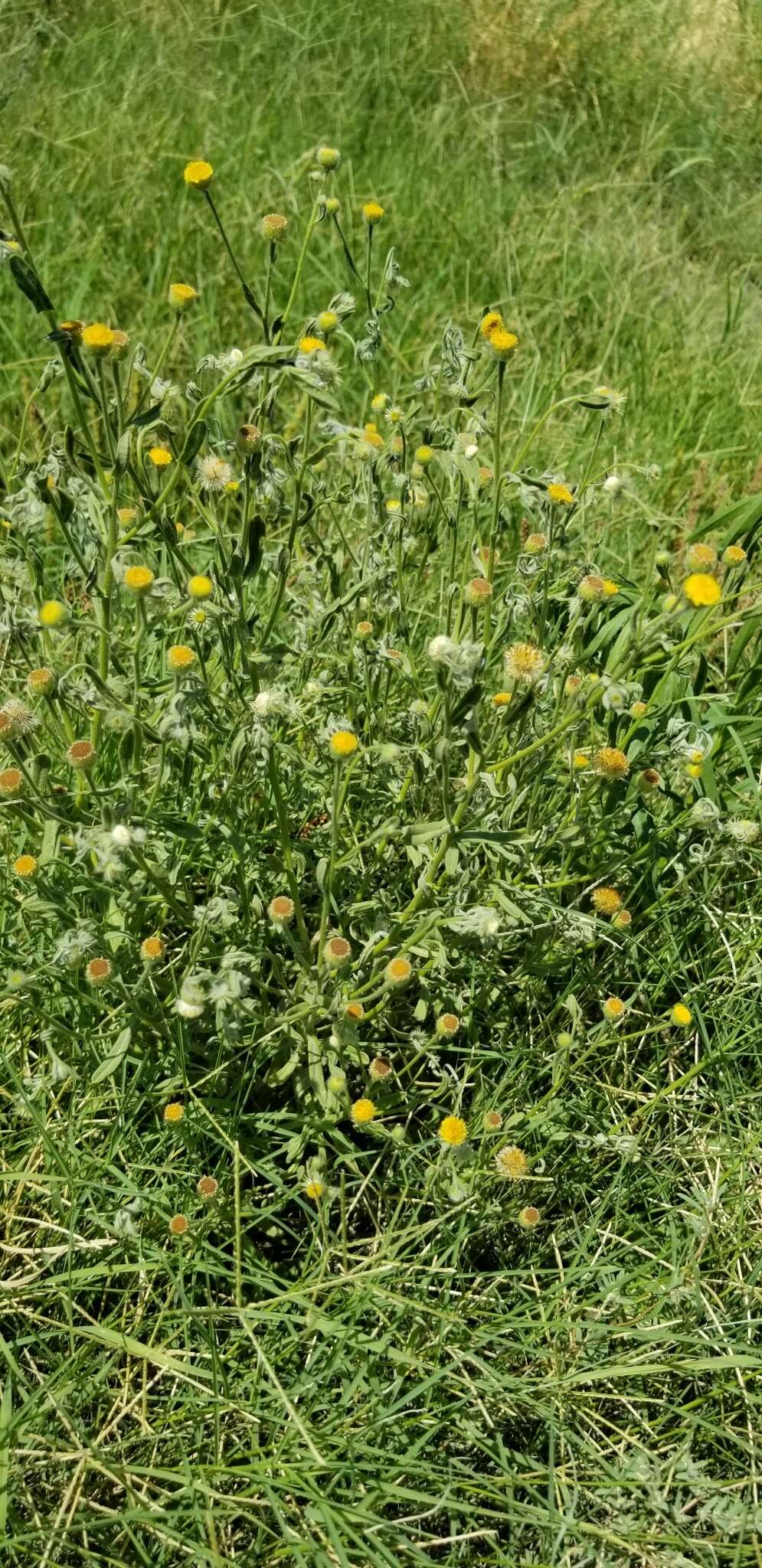 Imagem de Pulicaria paludosa Link