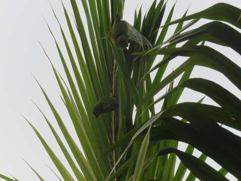 Image of Tui Parakeet