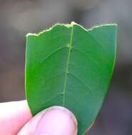 Image of Small-fruited ironwood