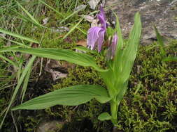 صورة Roscoea capitata Sm.