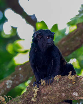 Image of Black Tamarin