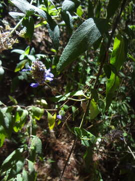 Image of Salvia thyrsiflora Benth.