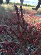 Image of red samphire