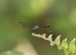 Image of Nesoxenia mysis (Selys 1878)