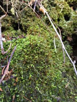 Image of herzogiella moss