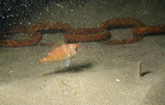 Image of Common Sea Bream