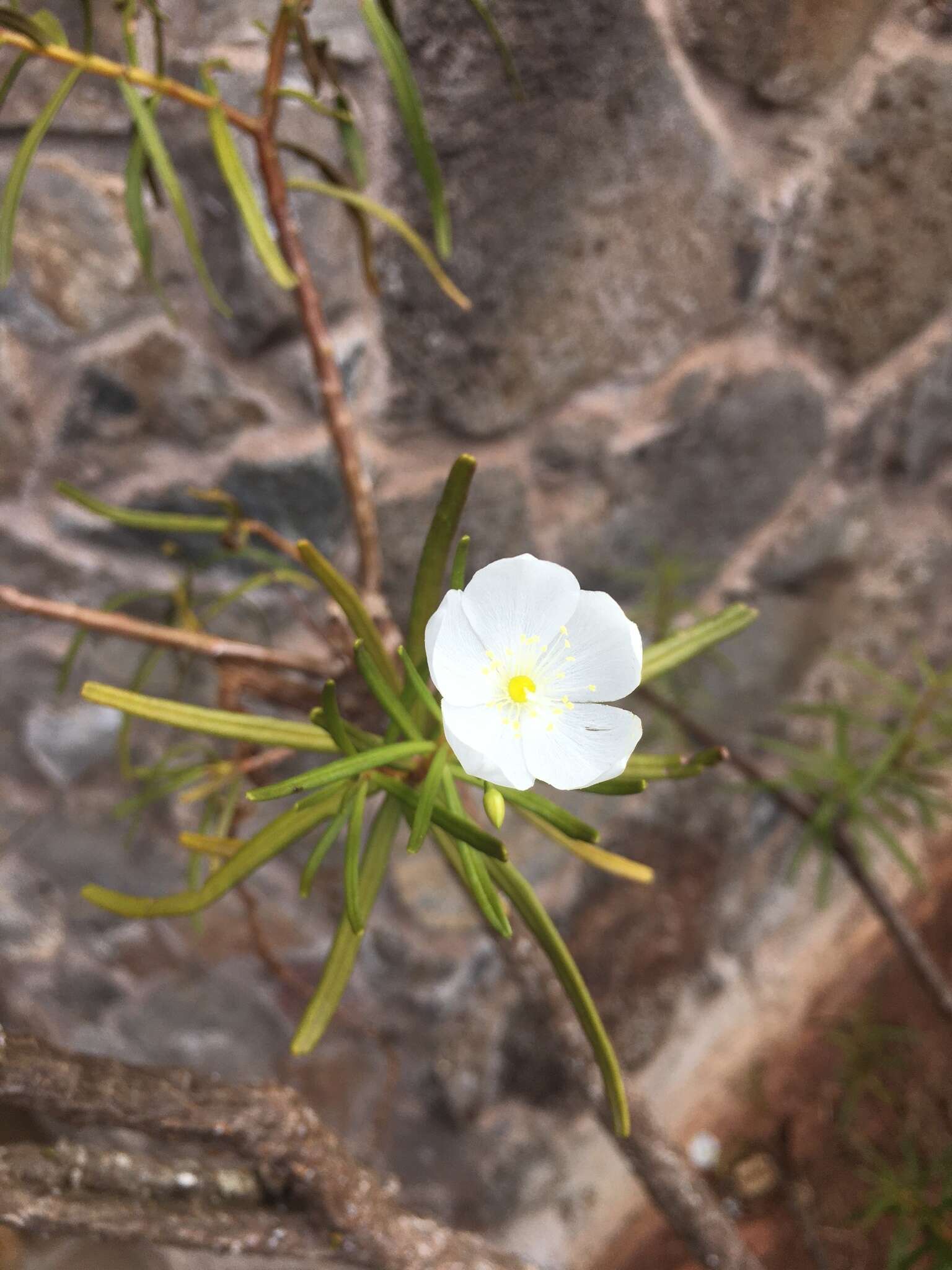 Image of Talinum galapagosum (H. St. John) M. A. Hershkovitz